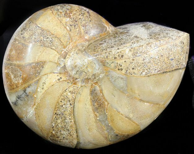 Polished Nautilus Fossil - Madagascar #47396
